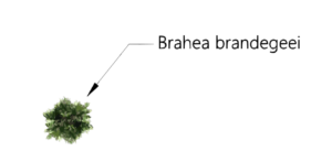 Image d'un Brahea brandegeei avec étiquette.